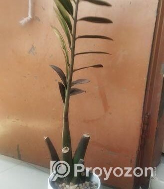 জেডজেড প্ল্যান্টের