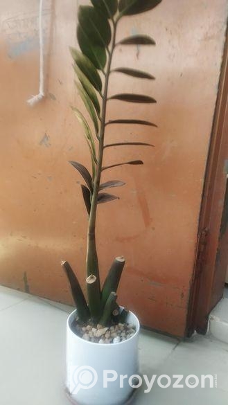 জেডজেড প্ল্যান্টের