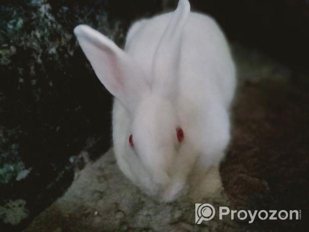 ছেলে খরগোশ মেয়ে বাচ্চা সহ বিক্রি করা হবে লাগলে ইনব