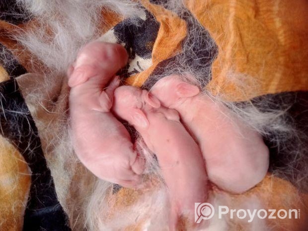 ছেলে খরগোশ মেয়ে বাচ্চা সহ বিক্রি করা হবে লাগলে ইনব