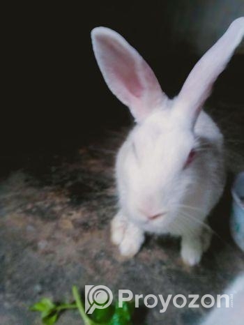 ছেলে খরগোশ মেয়ে বাচ্চা সহ বিক্রি করা হবে লাগলে ইনব