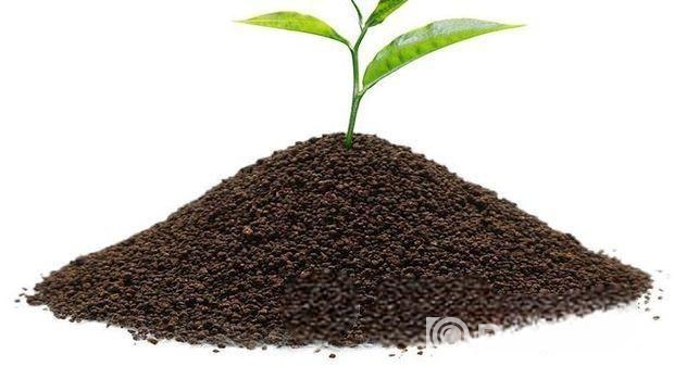 চা পাতা