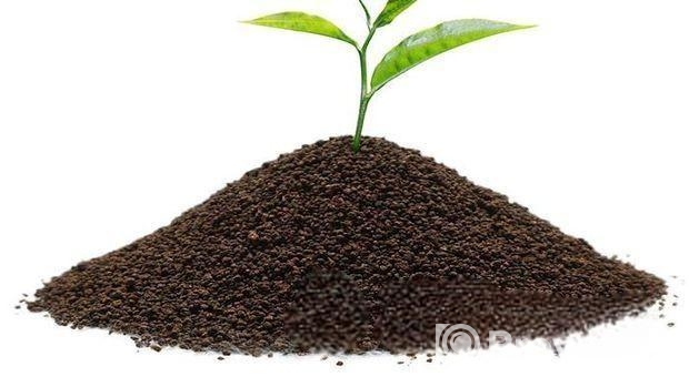 চা পাতা