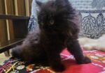 Premium Persian Kitten