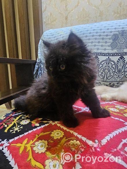 Premium Persian Kitten
