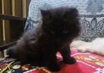 Premium Persian Kitten