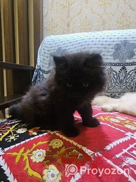 Premium Persian Kitten