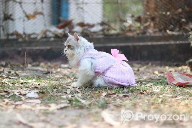 পার্শিয়ান মেল ক্যাট