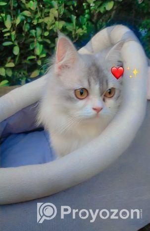 পার্শিয়ান মেল ক্যাট