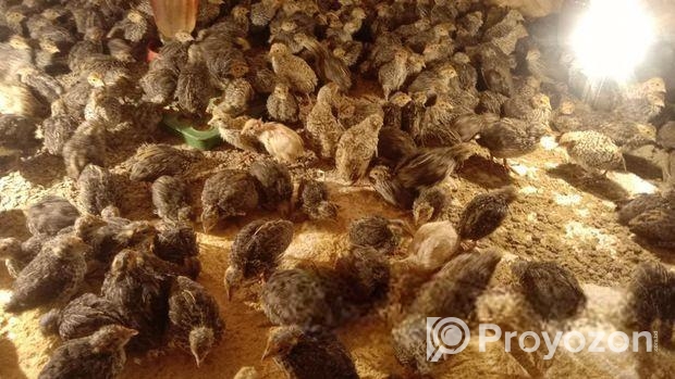 বিভিন্ন বয়সের কোয়েল পাখি বিক্রি করা হবে