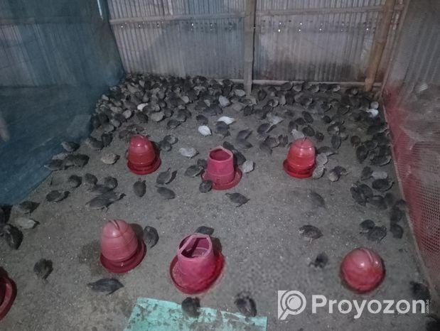 বিভিন্ন বয়সের কোয়েল পাখি বিক্রি করা হবে