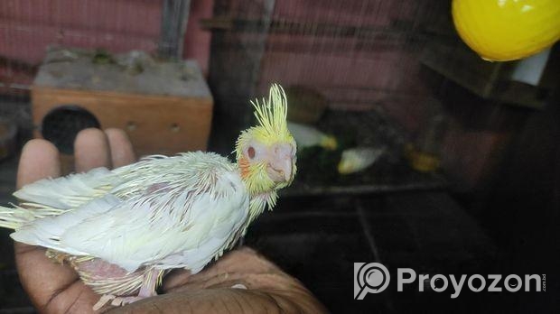 টেম সাইজ লুটিনো কোকাটেলের বেবি