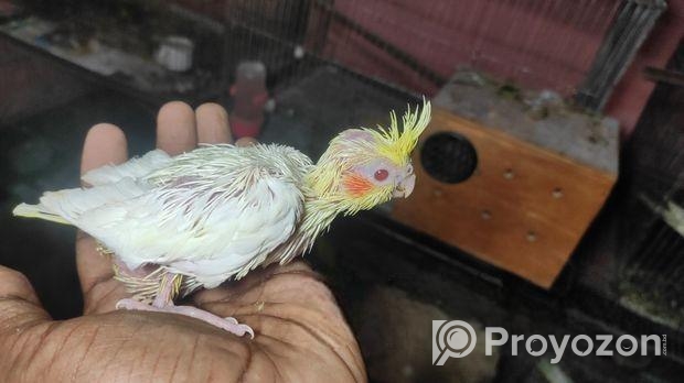 টেম সাইজ লুটিনো কোকাটেলের বেবি