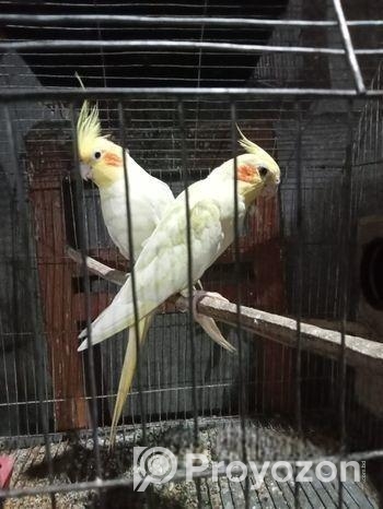 রানিং একবার ডিম বাচ্চা করেছে ককাটেল ১ জোড়া খাঁচা স