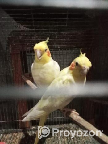 রানিং একবার ডিম বাচ্চা করেছে ককাটেল ১ জোড়া খাঁচা স