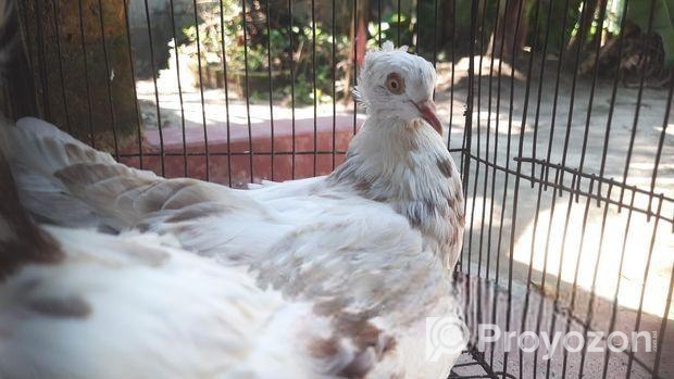 ফিলবেক কবুতর