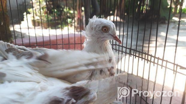 ফিলবেক কবুতর