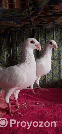 বিউটি হোমা কবুতর বিক্রি