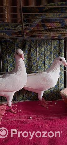 বিউটি হোমা কবুতর বিক্রি