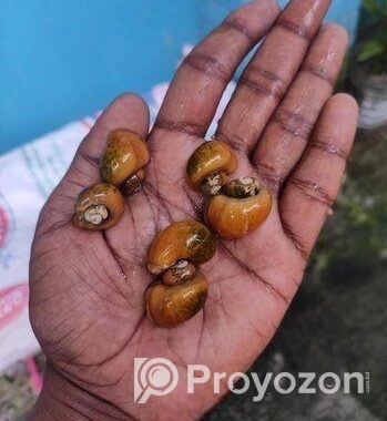 একুরিয়ামের আপেল শামুক