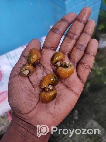 একুরিয়ামের আপেল শামুক