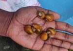 একুরিয়ামের আপেল শামুক
