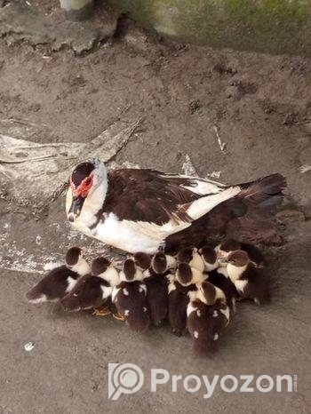 উন্নত চিনা হাঁসের বাচ্চা