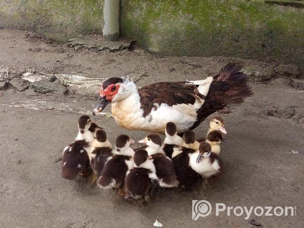 উন্নত চিনা হাঁসের বাচ্চা