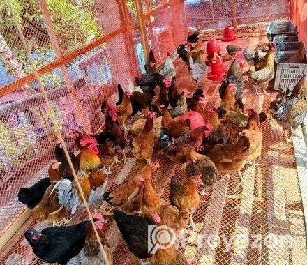 টাইগার মুরগি বিক্রি হবে ৩০ দিনের বাচ্চা