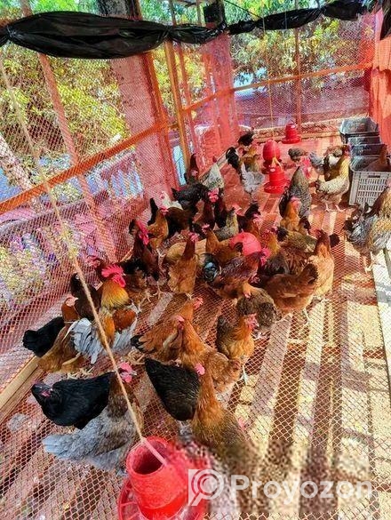 টাইগার মুরগি বিক্রি হবে ৩০ দিনের বাচ্চা