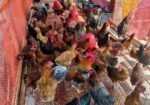 টাইগার মুরগি বিক্রি হবে ৩০ দিনের বাচ্চা