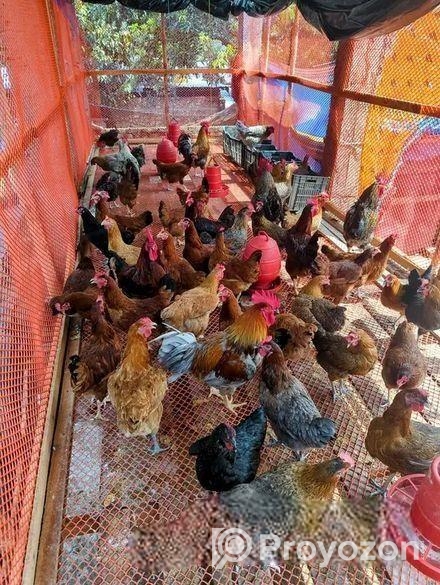 টাইগার মুরগি বিক্রি হবে ৩০ দিনের বাচ্চা