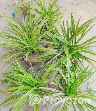Spider Plant
