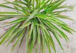 Spider Plant