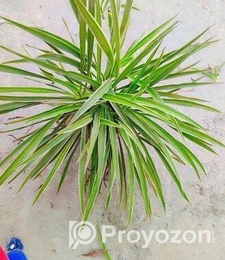 Spider Plant