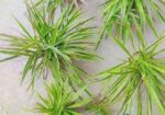 Spider Plant
