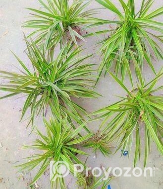 Spider Plant