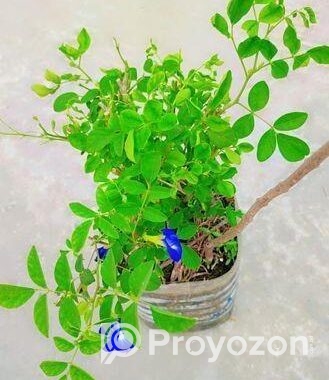 অপরাজিতা