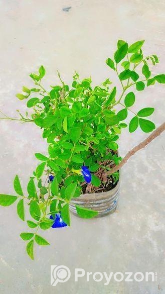 অপরাজিতা