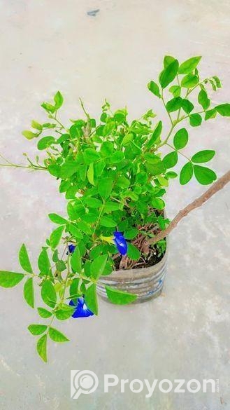 অপরাজিতা