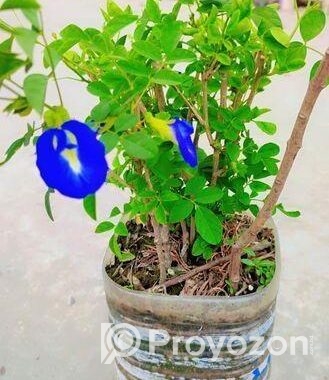 অপরাজিতা