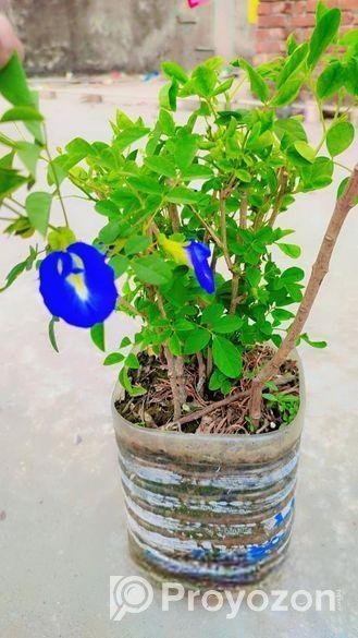 অপরাজিতা