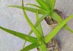 অ্যালোভেরা গাছ
