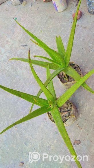 অ্যালোভেরা গাছ