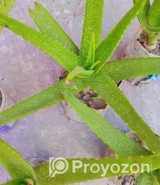 অ্যালোভেরা গাছ
