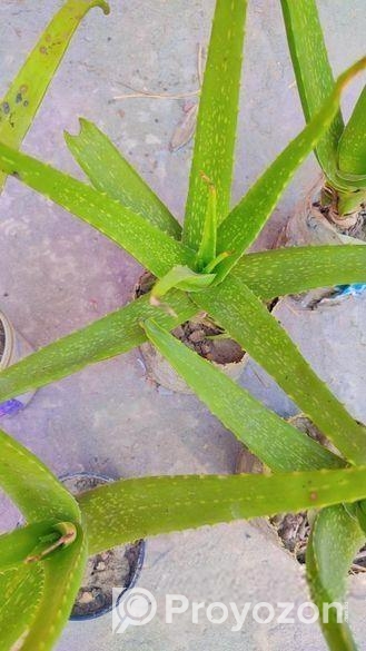 অ্যালোভেরা গাছ