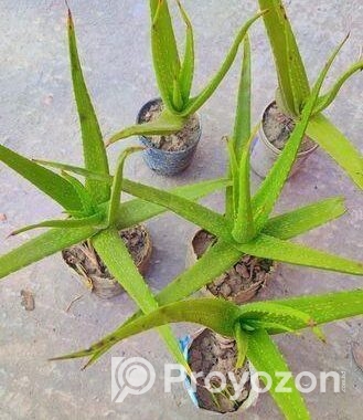 অ্যালোভেরা গাছ