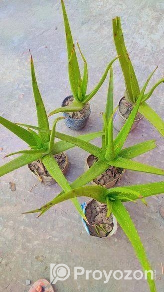 অ্যালোভেরা গাছ