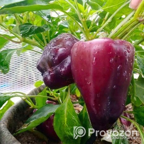 ক্যাপসিকাম