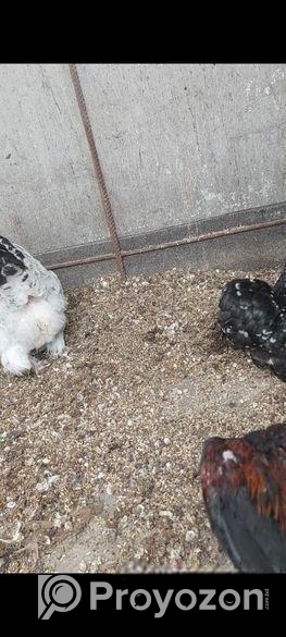 গাছের জন্য প্রয়োজনীয় সার-শুকনো মুরগীর বিষ্ঠা